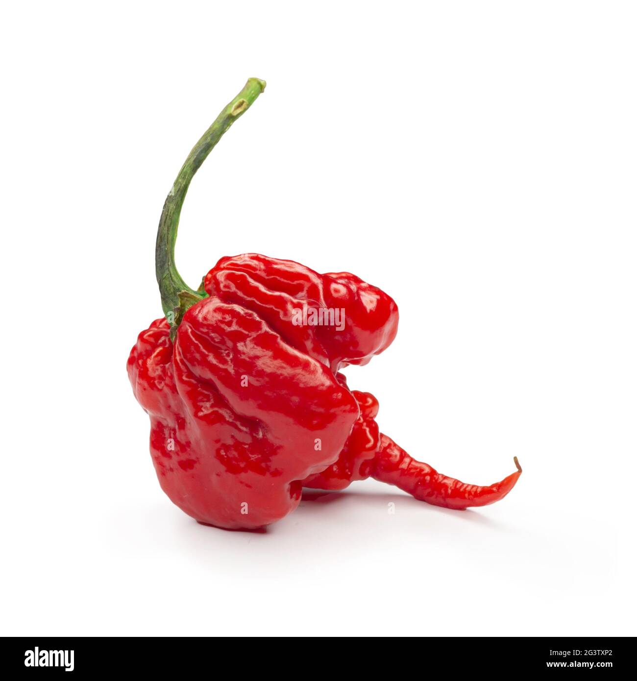 Carolina Reaper, le piment casicum chinense le plus chaud du chili, gousse entière mûre, isolée sur fond blanc. Super chaud ou extrêmement Banque D'Images