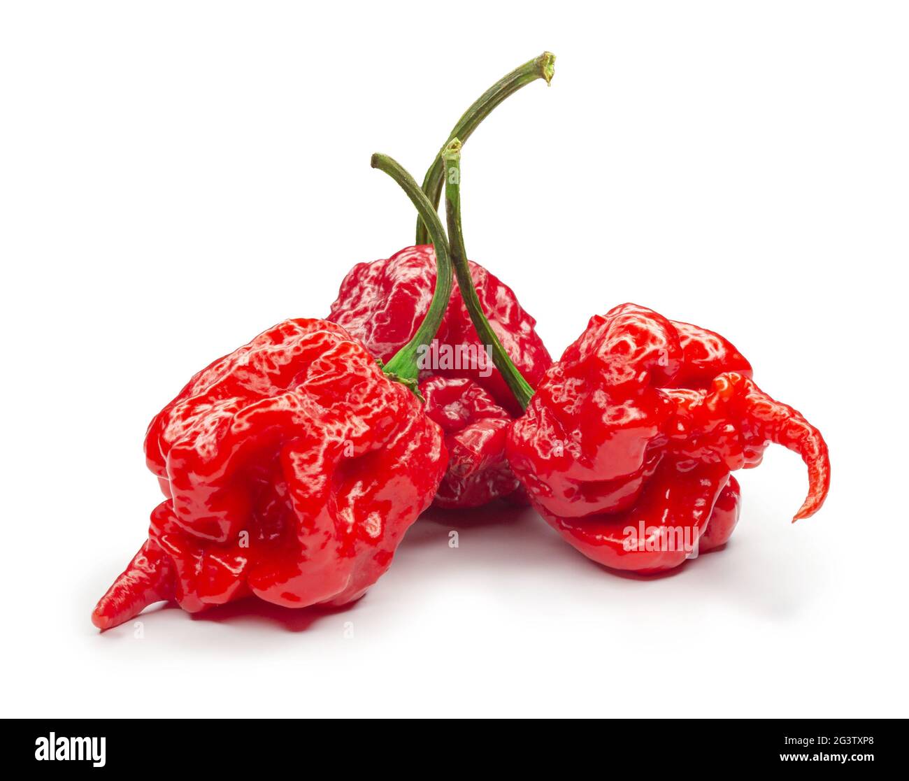 Carolina Reaper, le piment casicum chinense le plus chaud du chili, gousse entière mûre, isolée sur fond blanc. Super chaud ou extrêmement Banque D'Images