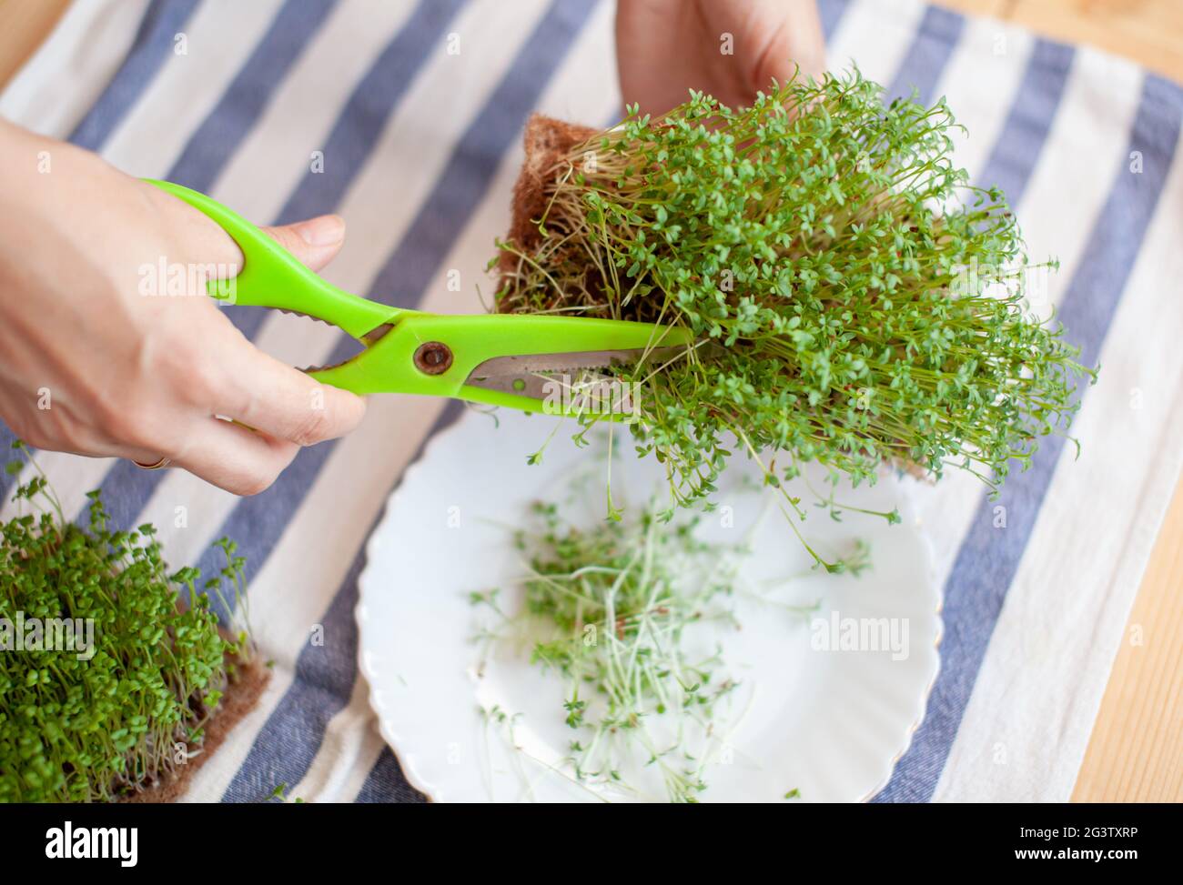 Micro-arugula verte ou pousses de moutarde dans un bol sur une serviette de table. Potager micro culture verte. La femme coupe les micro-verts avec Banque D'Images