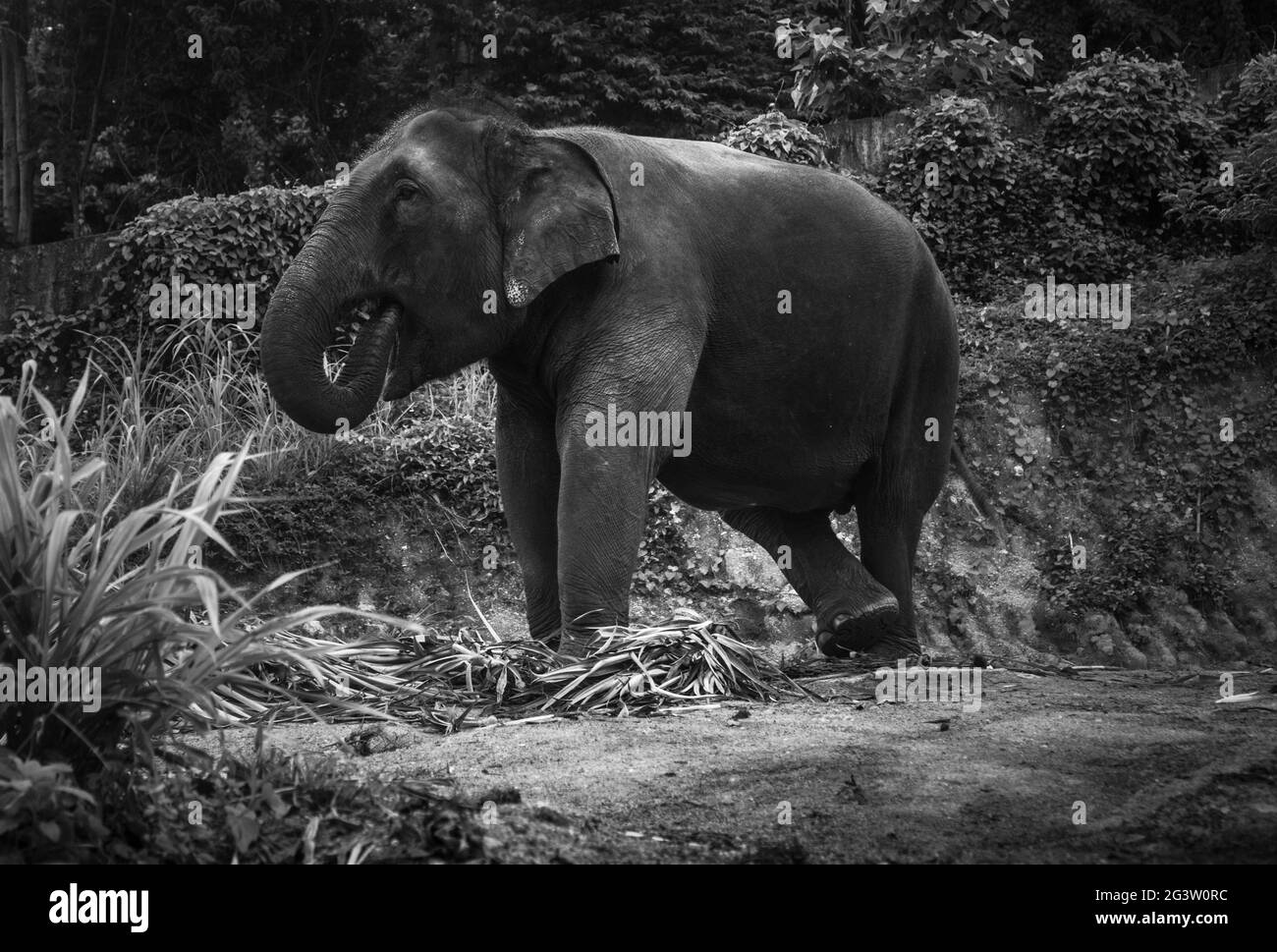 Vue sur un éléphant mangeant des feuilles de palmier sur une colline Banque D'Images