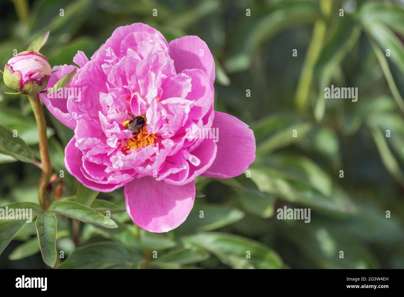 Pivoines herbacées Lac d'argent. Double fleur rose carmin avec embouts argentés. Banque D'Images