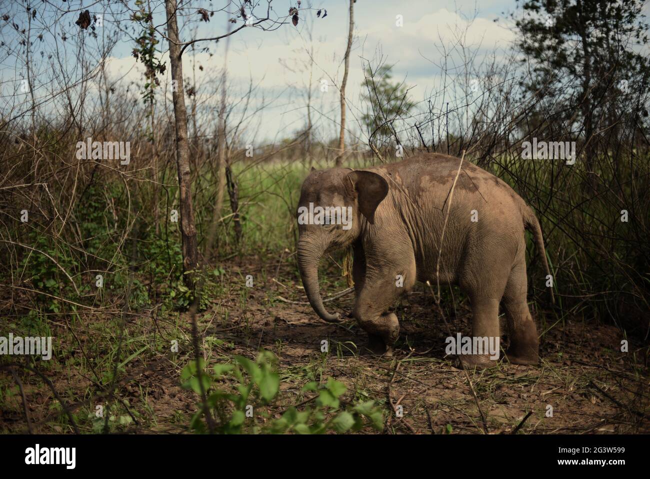 Un bébé éléphant qui est sous le soin de Rebo, un mahout, dans la voie du parc national de Kambas, en Indonésie. Banque D'Images