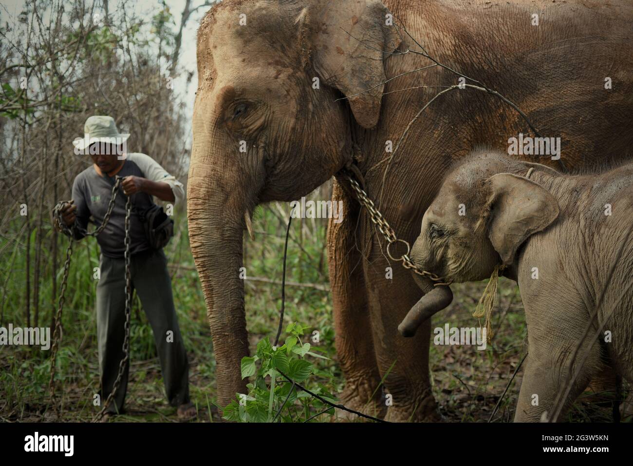 Rebo, un mahout, préparant ses éléphants à une promenade de retour au centre des éléphants dans la voie du parc national de Kambas, Indonésie. Banque D'Images