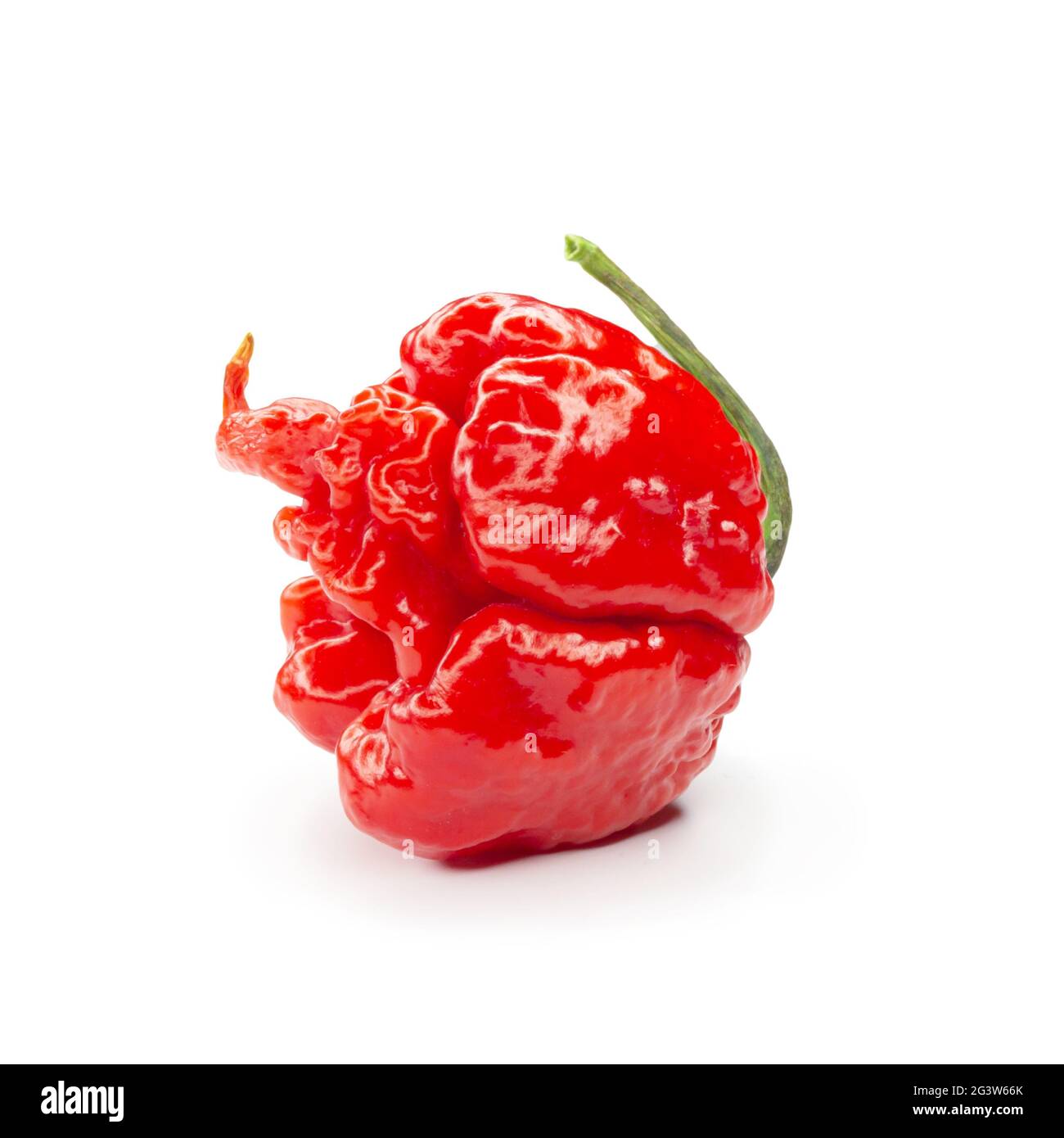 Carolina Reaper, le piment casicum chinense le plus chaud du chili, gousse entière mûre, isolée sur fond blanc. Super chaud ou extrêmement Banque D'Images
