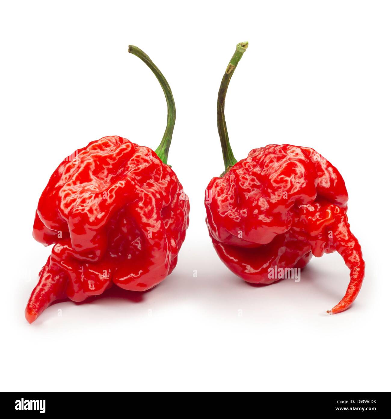 Carolina Reaper, le piment casicum chinense le plus chaud du chili, gousse entière mûre, isolée sur fond blanc. Super chaud ou extrêmement Banque D'Images
