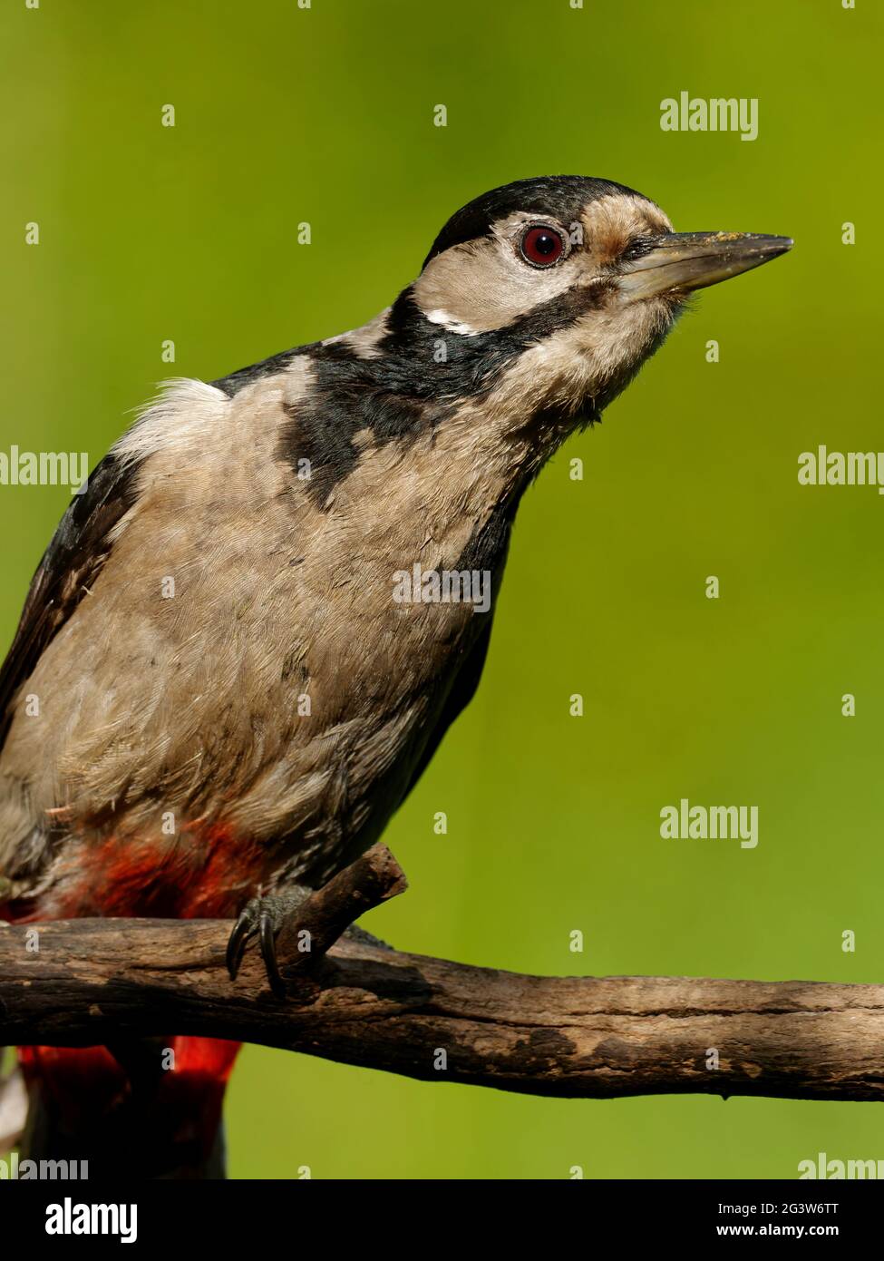Great spotted woodpecker Banque D'Images