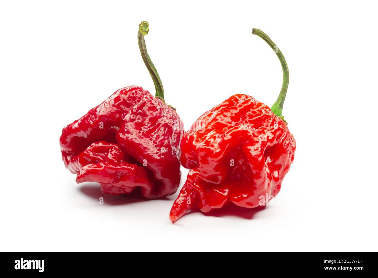 Carolina Reaper, le piment casicum chinense le plus chaud du chili, gousse entière mûre, isolée sur fond blanc. Super chaud ou extrêmement Banque D'Images
