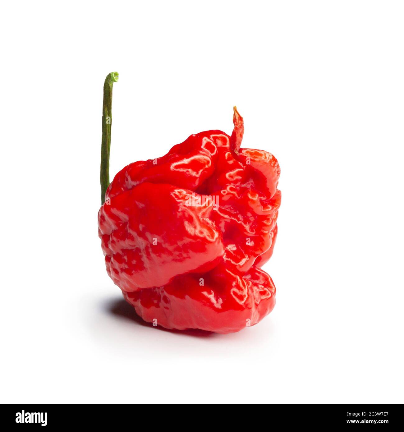 Carolina Reaper, le piment casicum chinense le plus chaud du chili, gousse entière mûre, isolée sur fond blanc. Super chaud ou extrêmement Banque D'Images