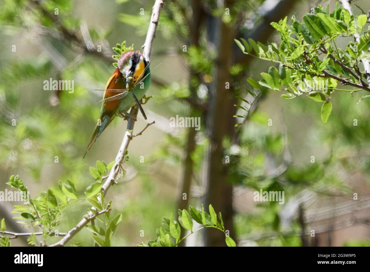 L'oiseau coloré de Merops apiaster (European Bee-eater) est installé dans un arbre avec une libellule capturée dans son bec. Banque D'Images