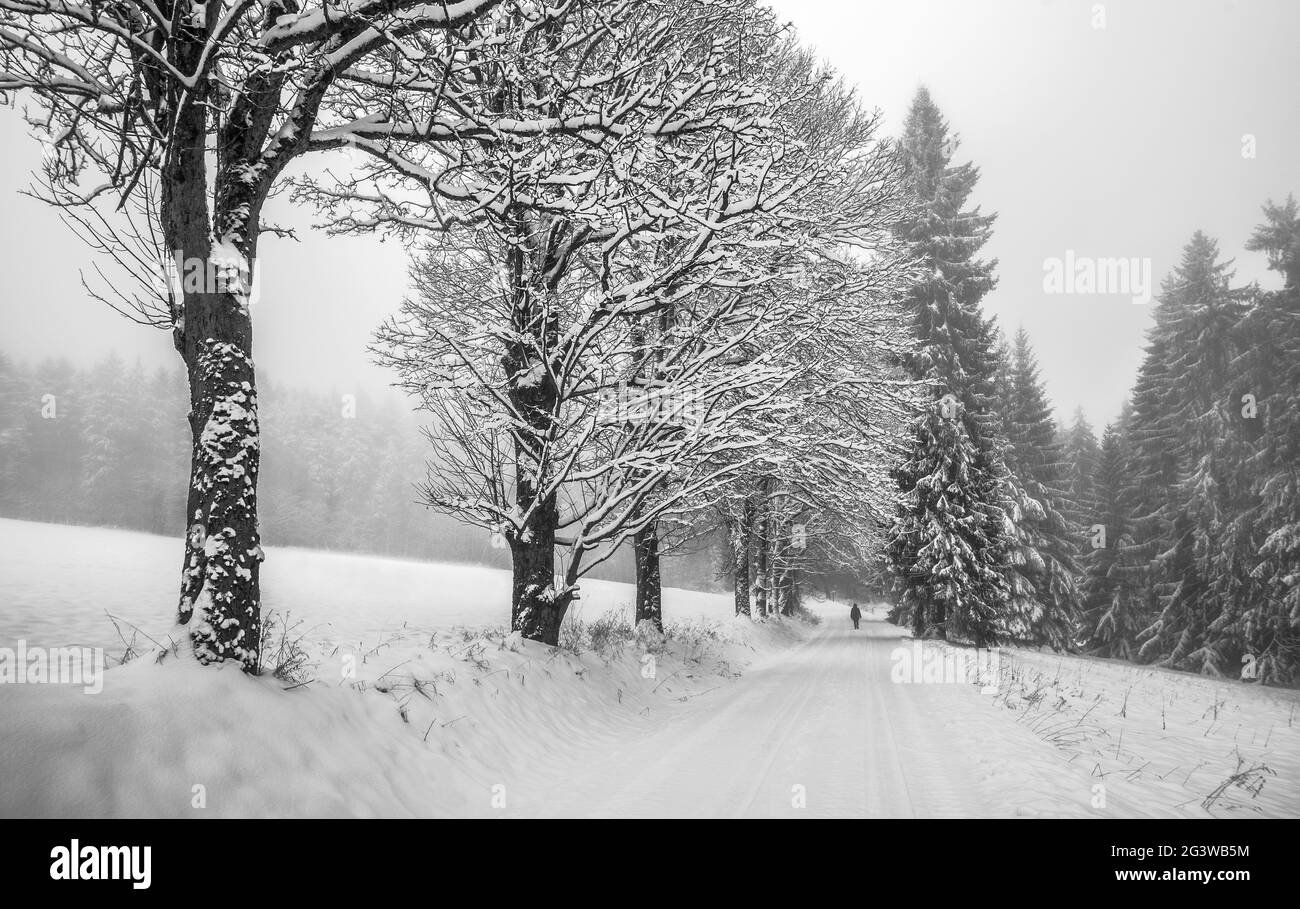Promenade dans la forêt d'hiver Banque D'Images