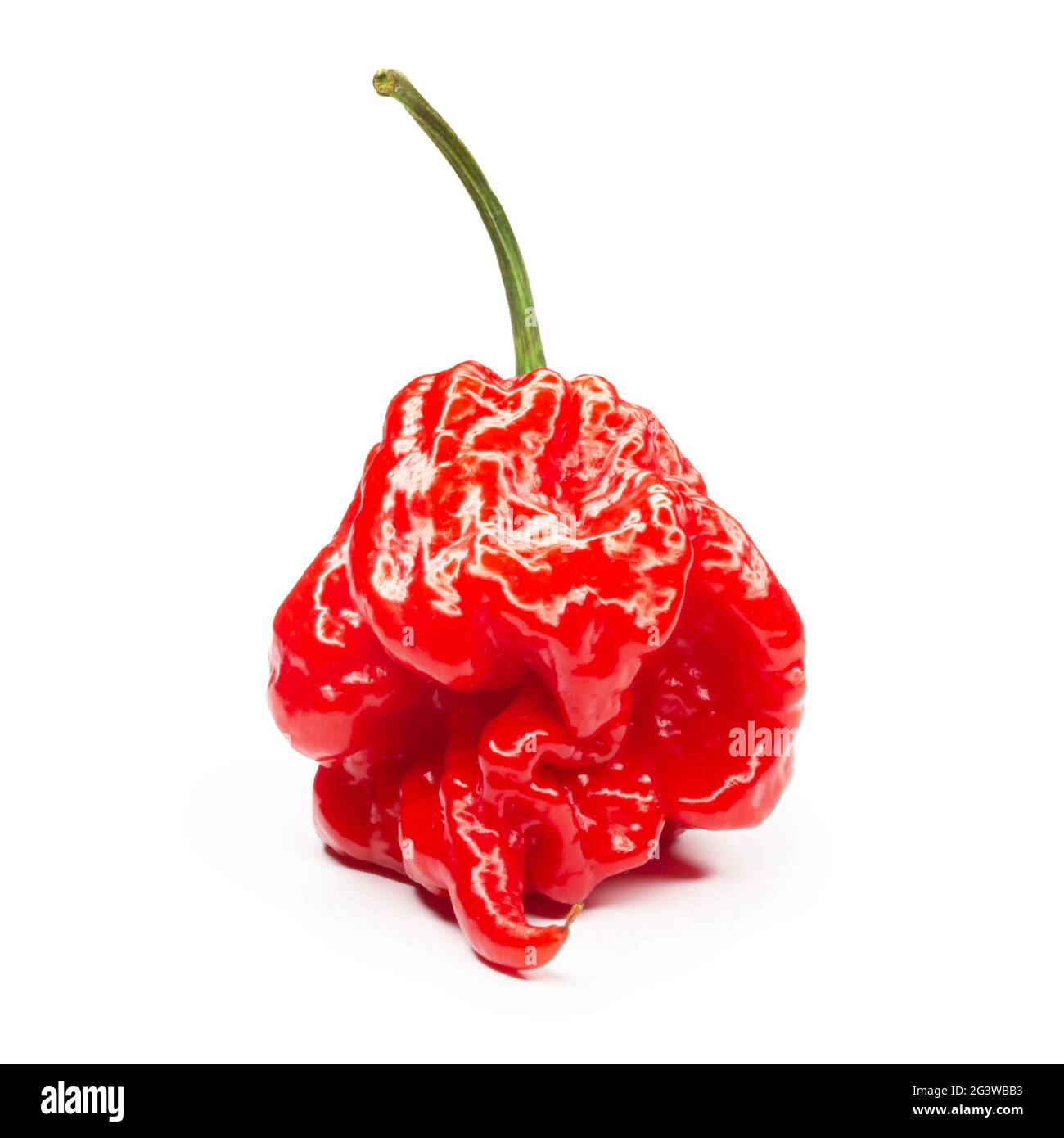 Carolina Reaper, le piment casicum chinense le plus chaud du chili, gousse entière mûre, isolée sur fond blanc. Super chaud ou extrêmement Banque D'Images