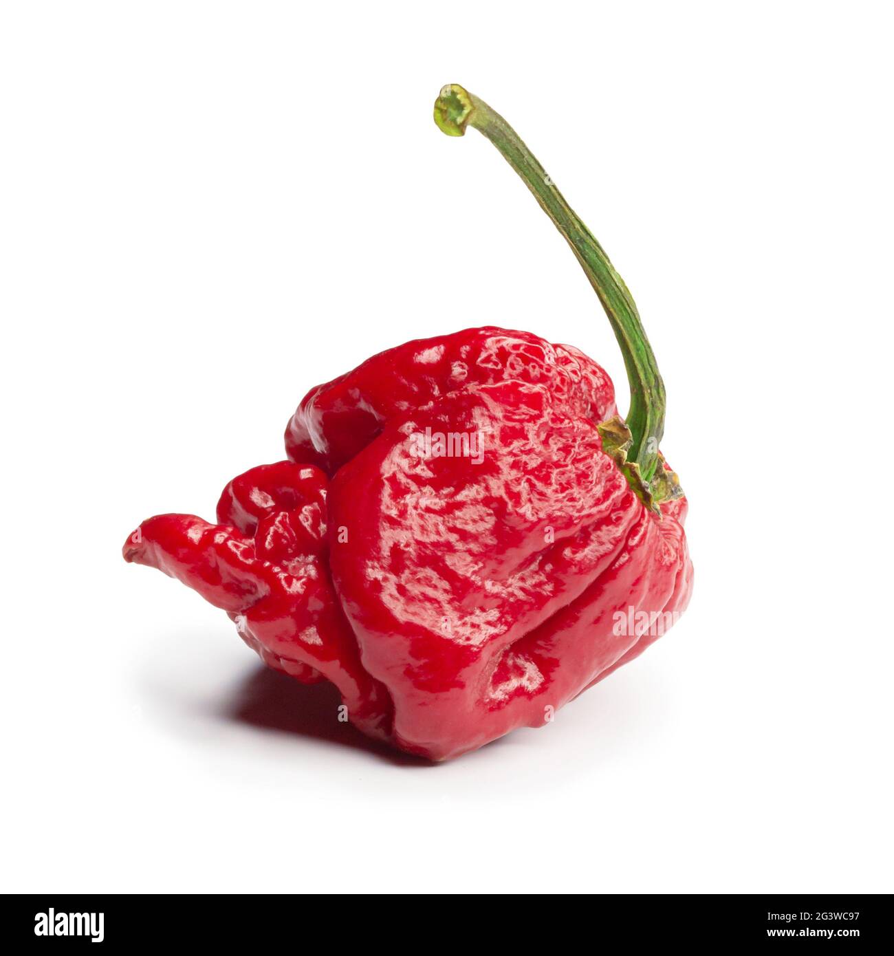 Carolina Reaper, le piment casicum chinense le plus chaud du chili, gousse entière mûre, isolée sur fond blanc. Super chaud ou extrêmement Banque D'Images