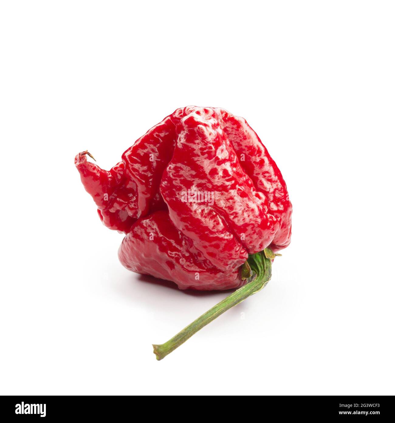 Carolina Reaper, le piment casicum chinense le plus chaud du chili, gousse entière mûre, isolée sur fond blanc. Super chaud ou extrêmement Banque D'Images