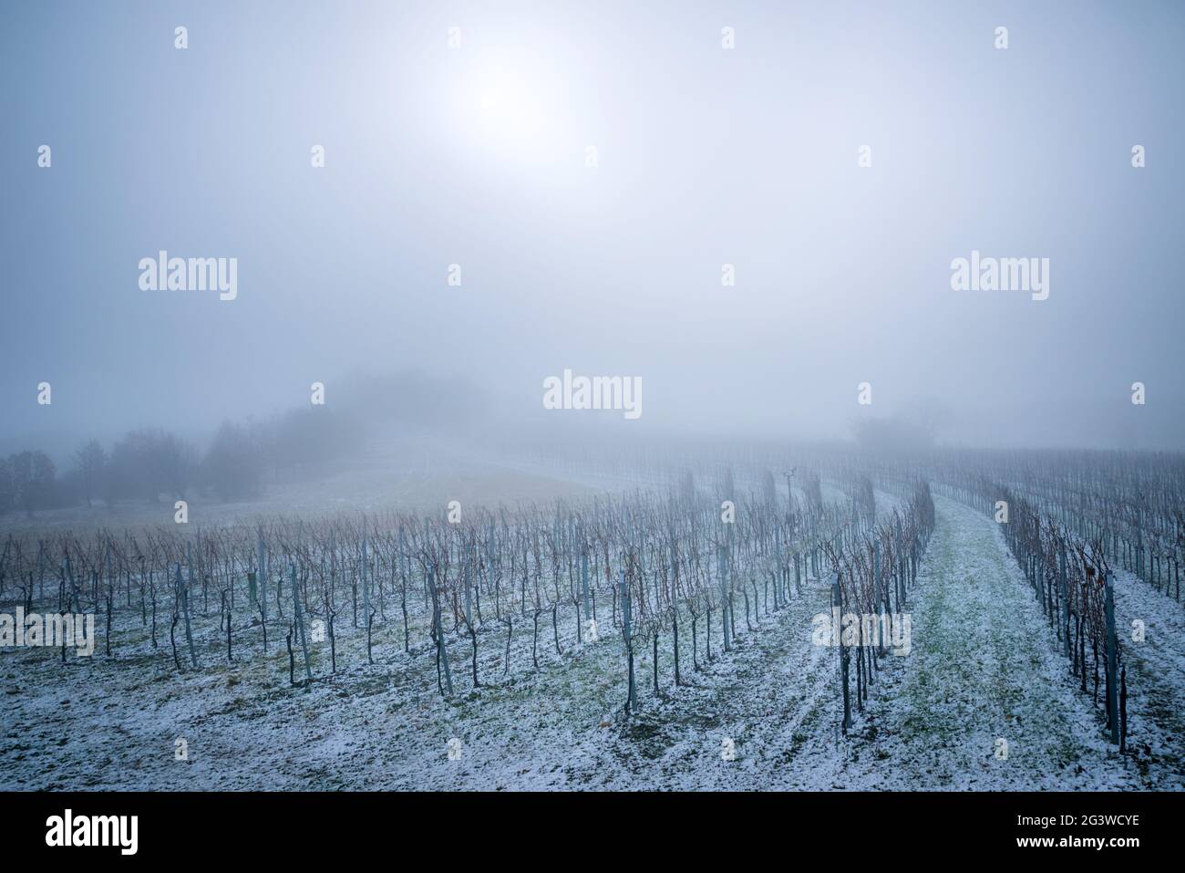 Vignoble avec neige et gel en hiver à Burgenland Banque D'Images