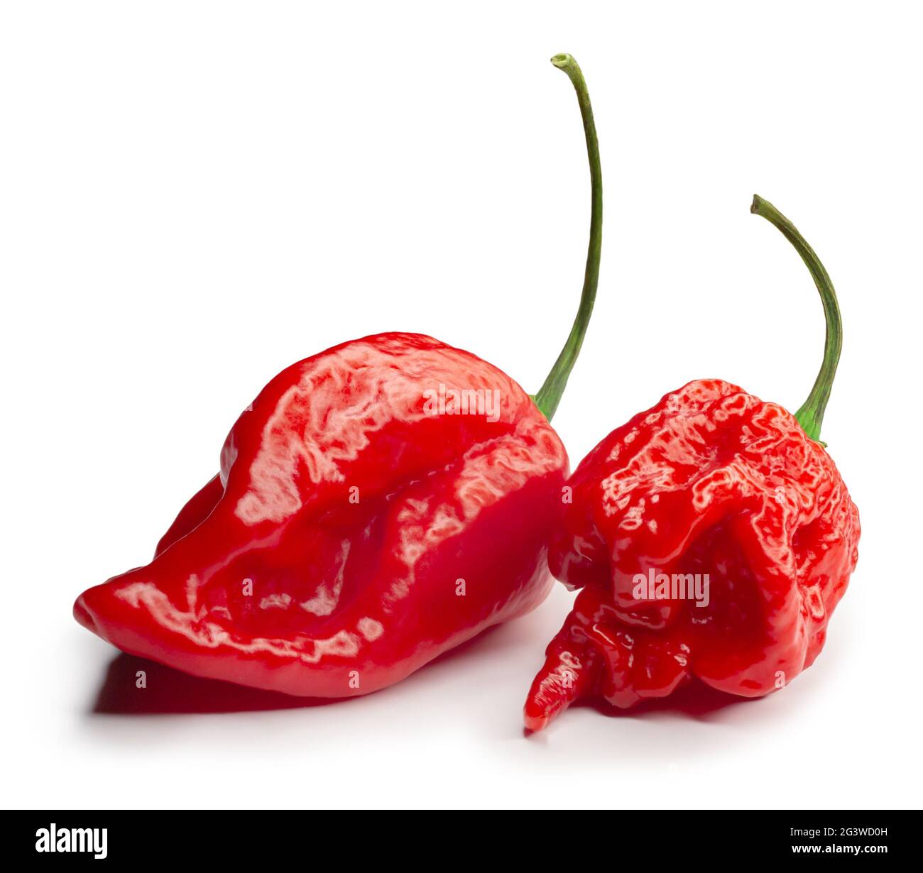 Carolina Reaper, le piment casicum chinense le plus chaud du chili, gousse entière mûre, isolée sur fond blanc. Super chaud ou extrêmement Banque D'Images