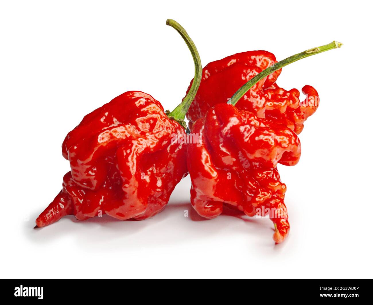 Carolina Reaper, le piment casicum chinense le plus chaud du chili, gousse entière mûre, isolée sur fond blanc. Super chaud ou extrêmement Banque D'Images