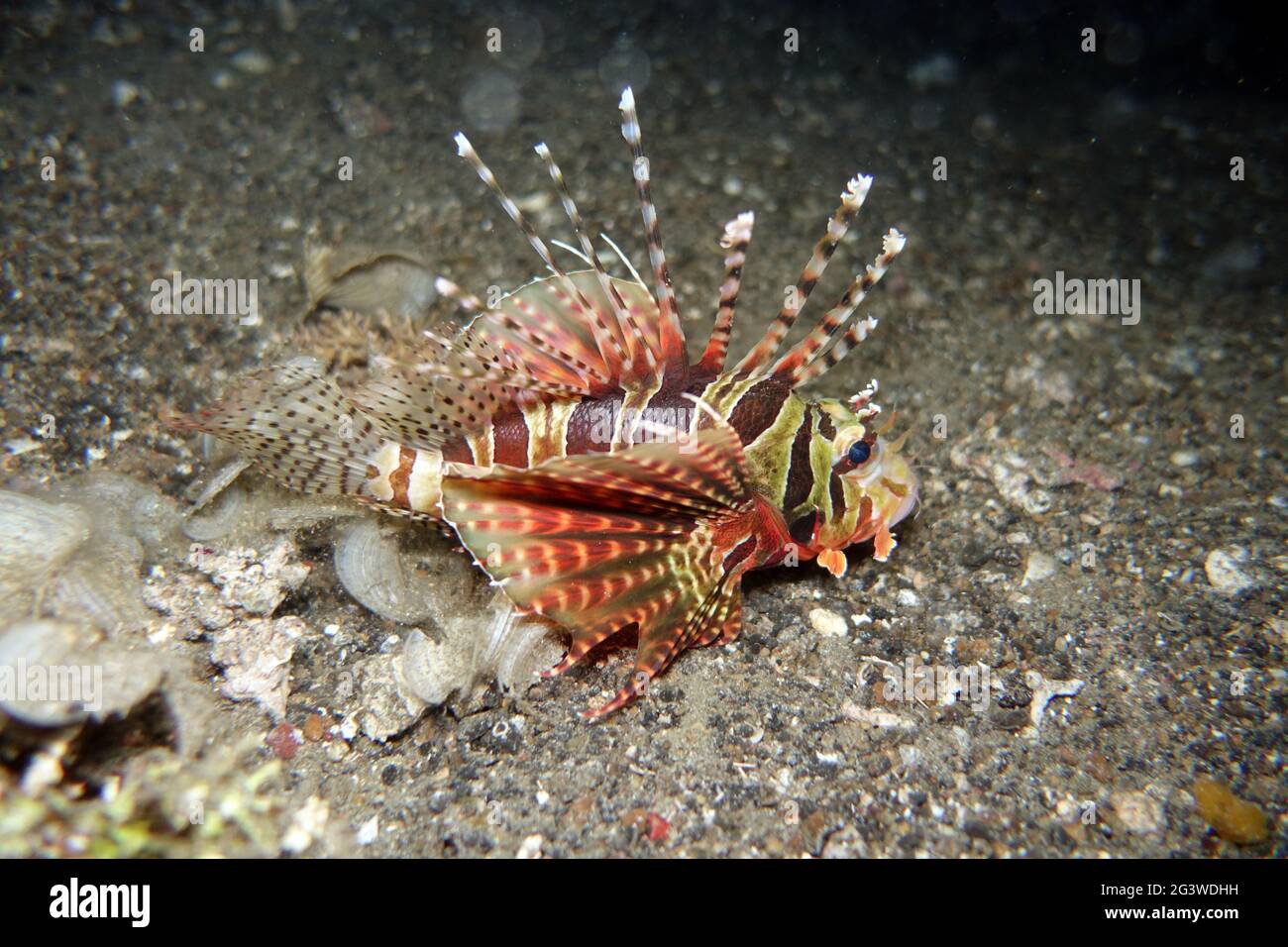 Scorpionfish papillon, Lionfish nain , poisson-de-poisson, poisson-de-mer zébré, poisson-de-mer zébré Banque D'Images