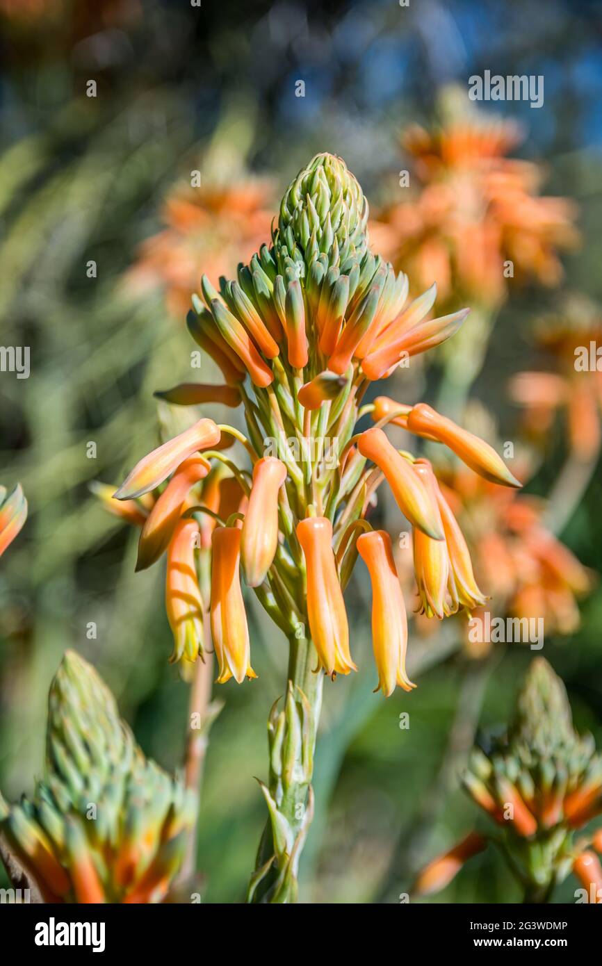 Fleurs sauvages d'orange jaune dans l'arboretum SP de Boyce Thompson, Arizona Banque D'Images