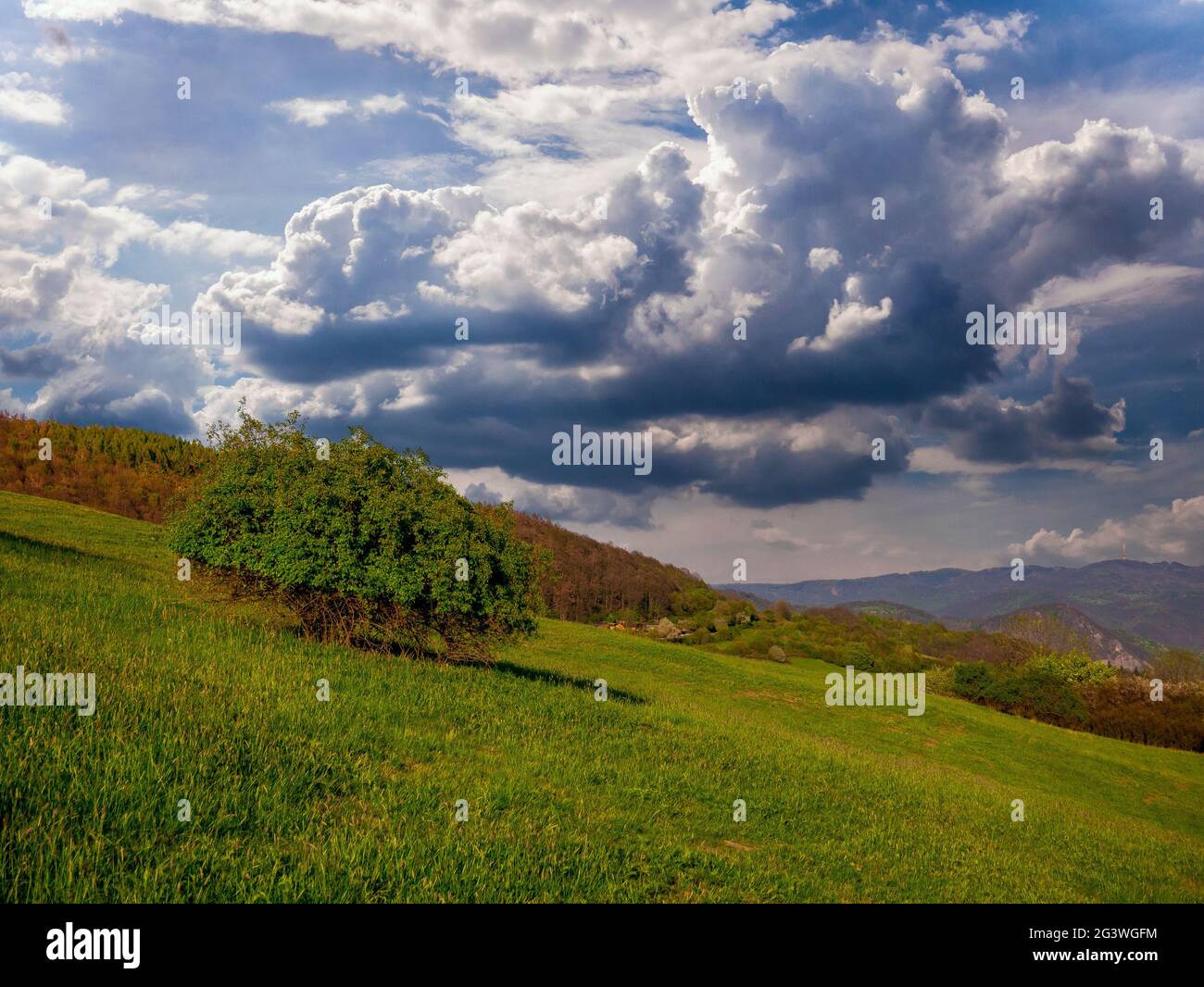 Buissons de rosehip sur la prairie dans un paysage vallonné avec de lourds nuages de pluie formant dans le ciel Banque D'Images