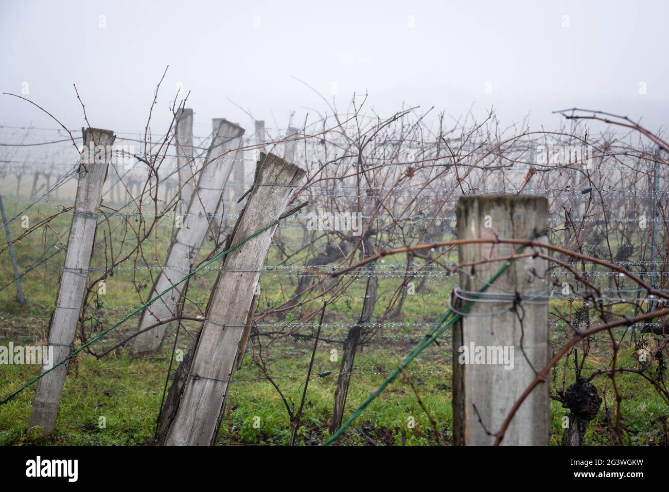 Vignoble d'hiver avec pluie et brouillard au Burgenland Banque D'Images