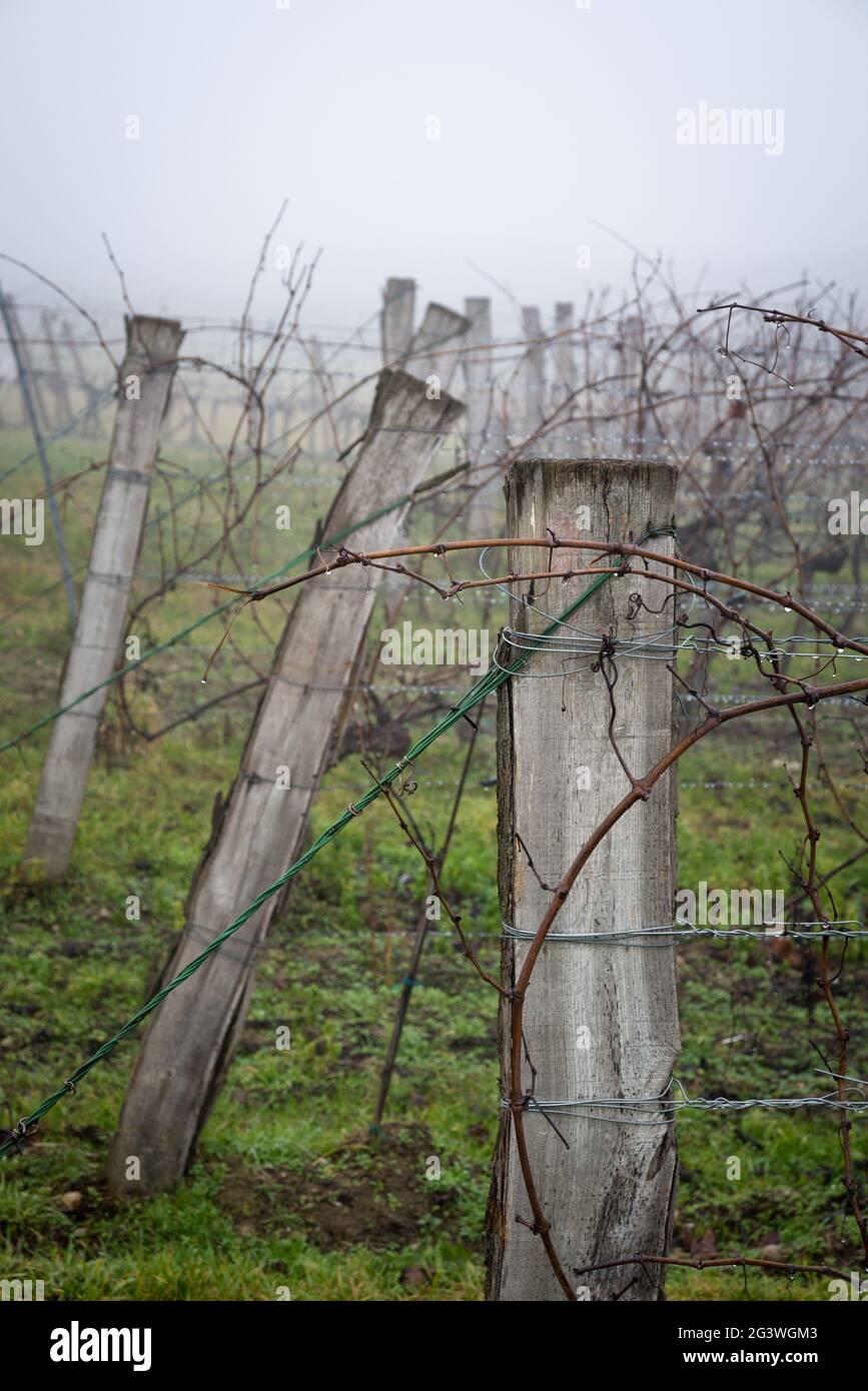 Vignoble d'hiver avec pluie et brouillard au Burgenland Banque D'Images