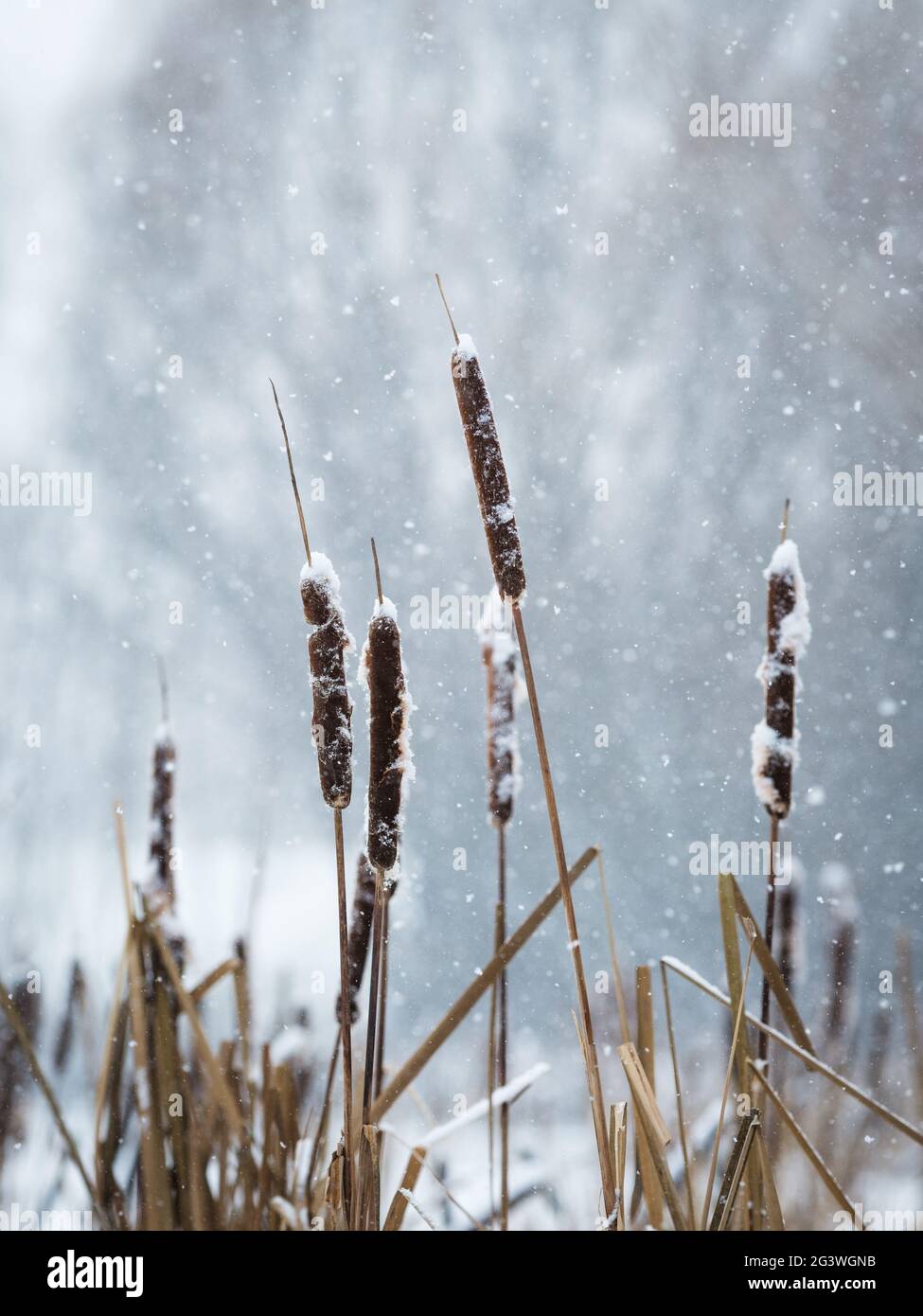 Roseaux en hiver avec flocons de neige à l'arrière sur le lac Neusiedlersee à Burgenland Banque D'Images