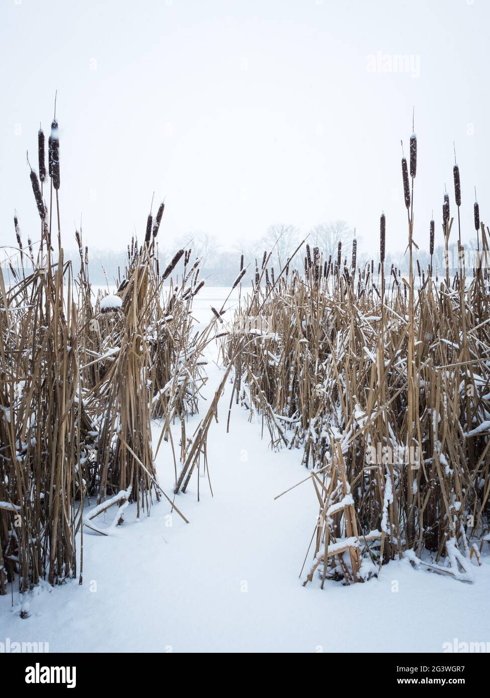 Lac en hiver avec neige sur roseau et glace Banque D'Images