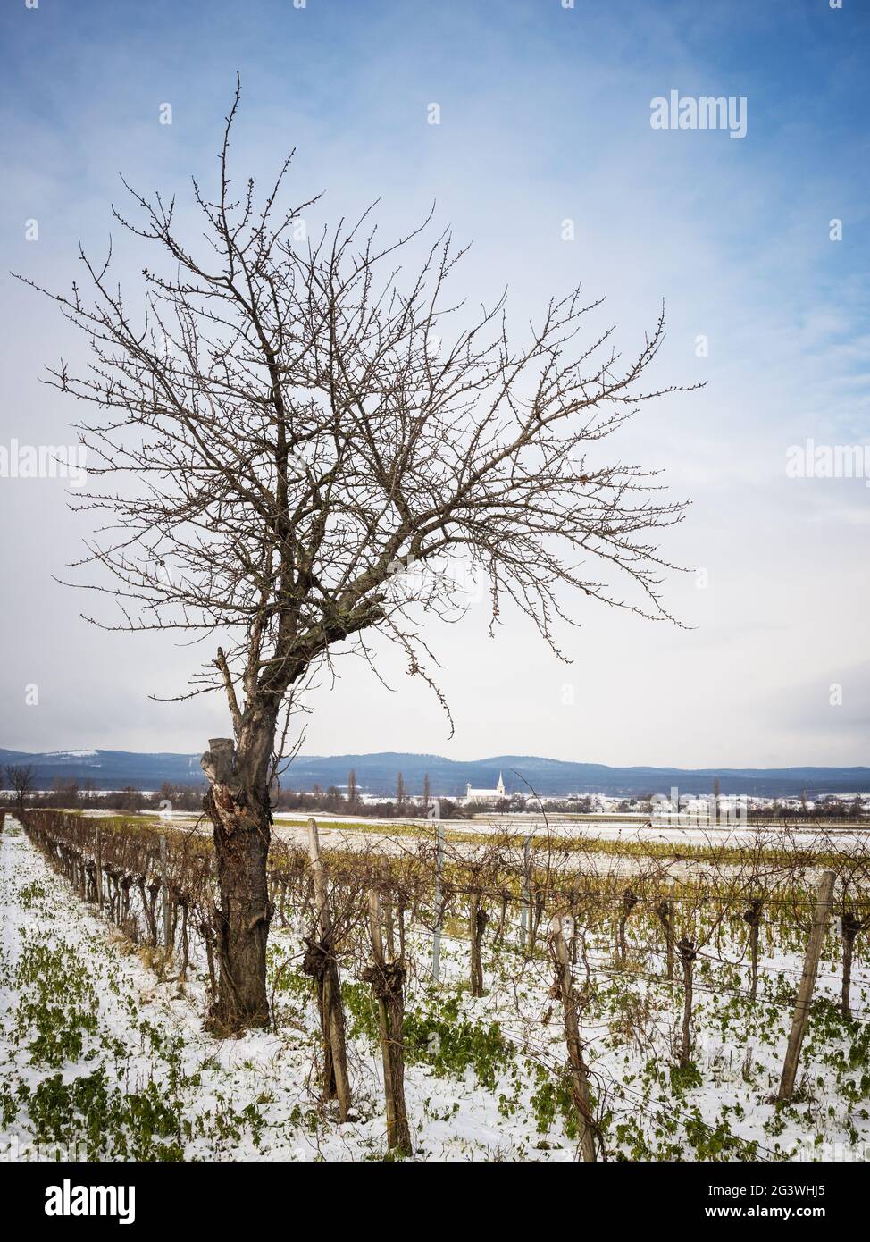 Vignoble avec cerisier en hiver à Burgenland Banque D'Images