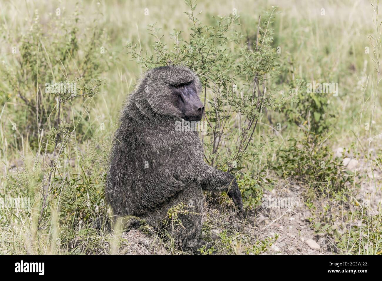 Babouin, ou babouin jaune Banque D'Images
