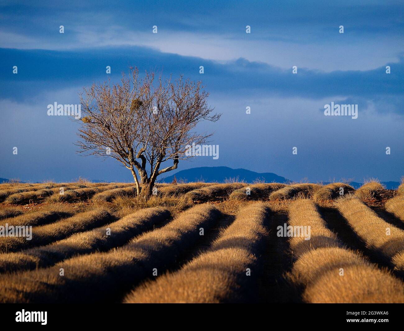 FRANCE. PROVENCE. ALPES DE HAUTE PROVENCE (04) PLATEAU DE VALENSOLE. CHAMPS DE LAVANDE EN HIVER Banque D'Images