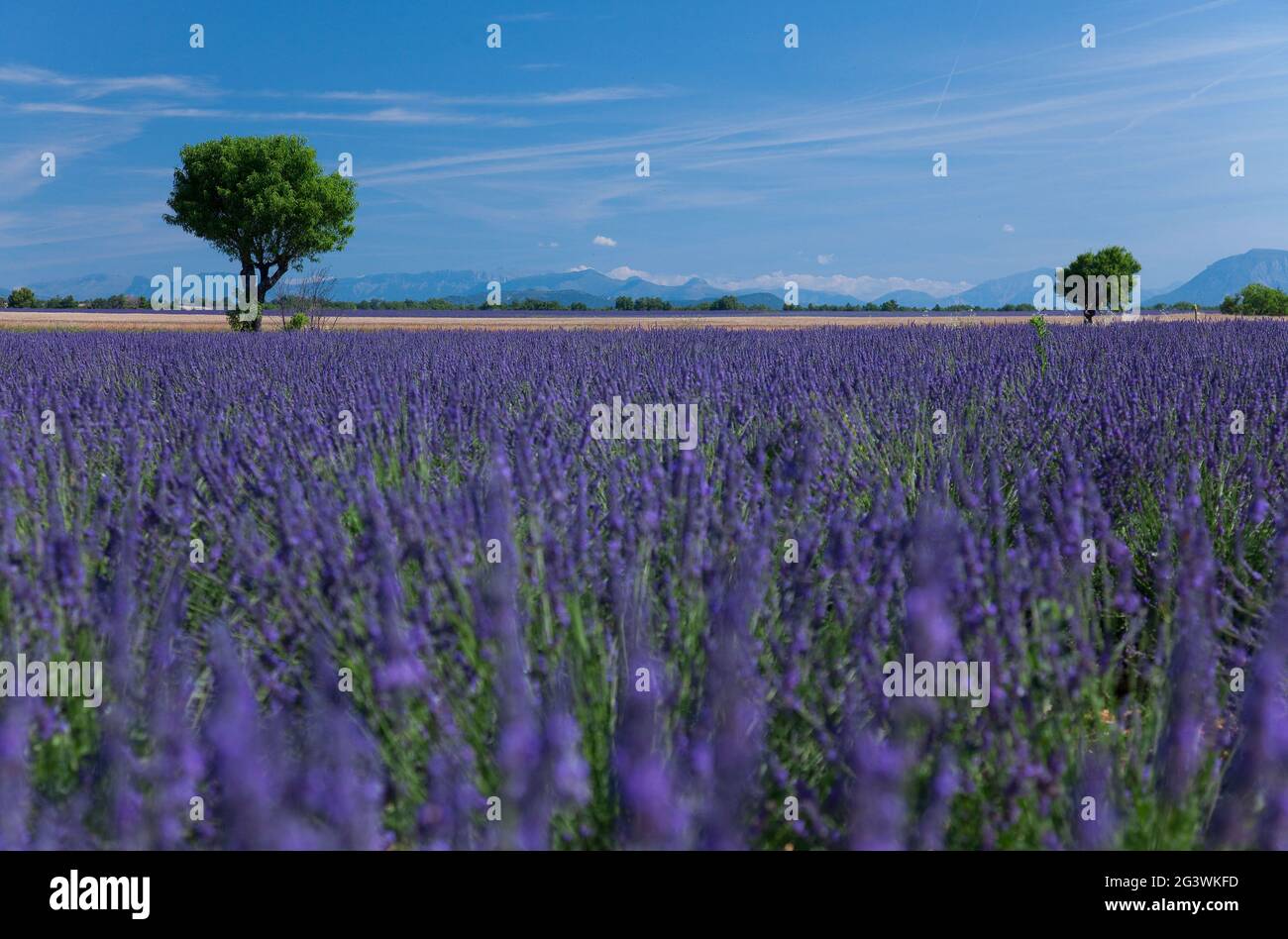 FRANCE. PROVENCE. ALPES DE HAUTE PROVENCE (04) PLATEAU DE VALENSOLE. CHAMPS DE LAVANDE Banque D'Images