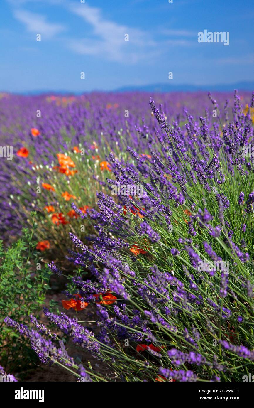 FRANCE. PROVENCE. ALPES DE HAUTE PROVENCE (04) PLATEAU DE VALENSOLE. CHAMPS DE LAVANDE Banque D'Images