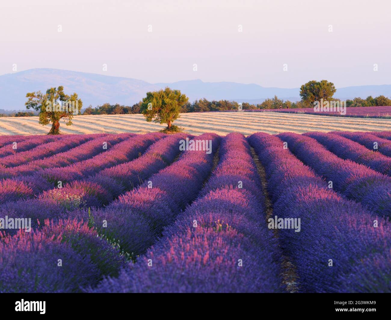 FRANCE. PROVENCE. ALPES DE HAUTE PROVENCE (04) PLATEAU DE VALENSOLE. CHAMPS DE LAVANDE Banque D'Images