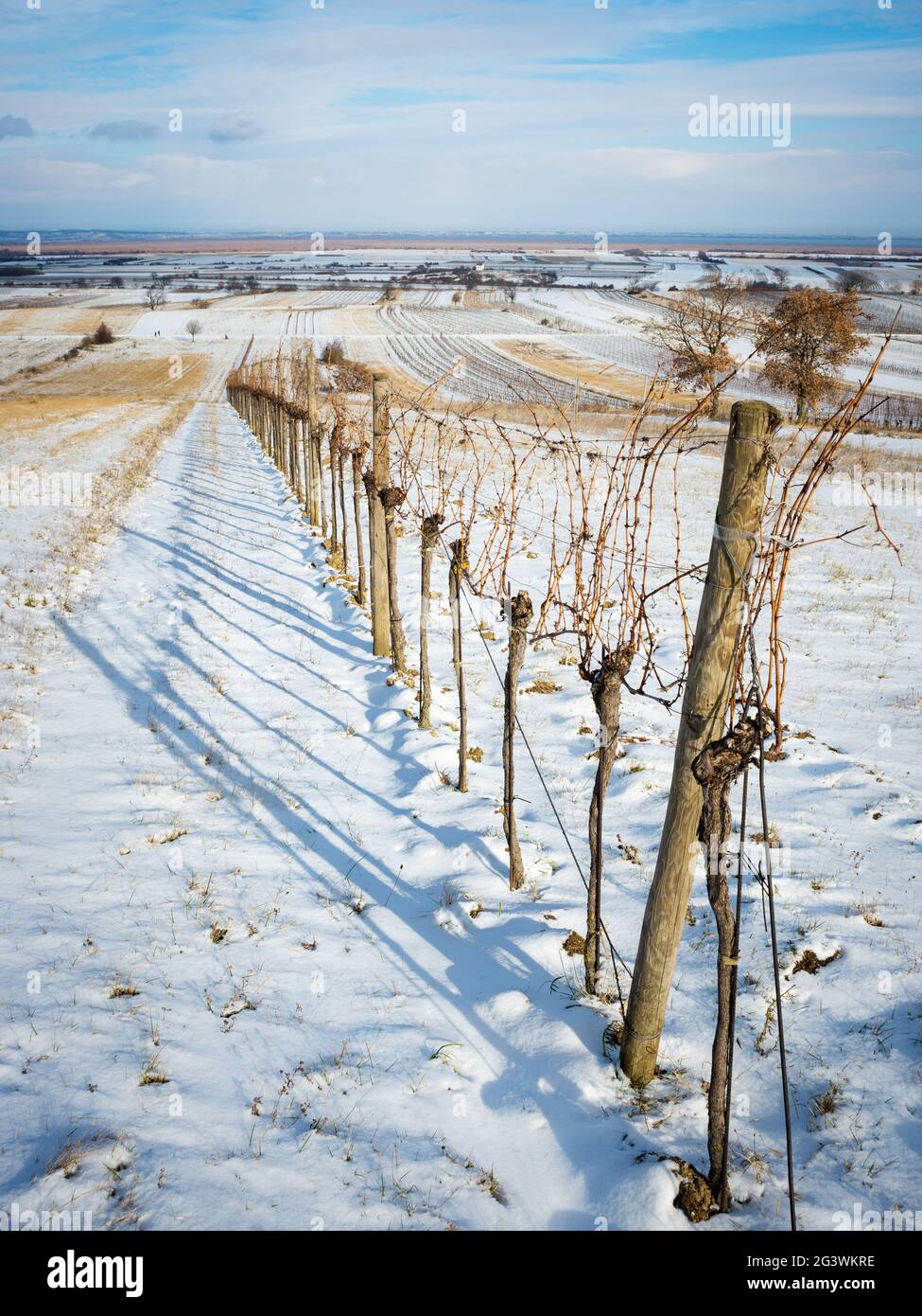 Vignoble avec neige en hiver au burgenland Autriche Banque D'Images