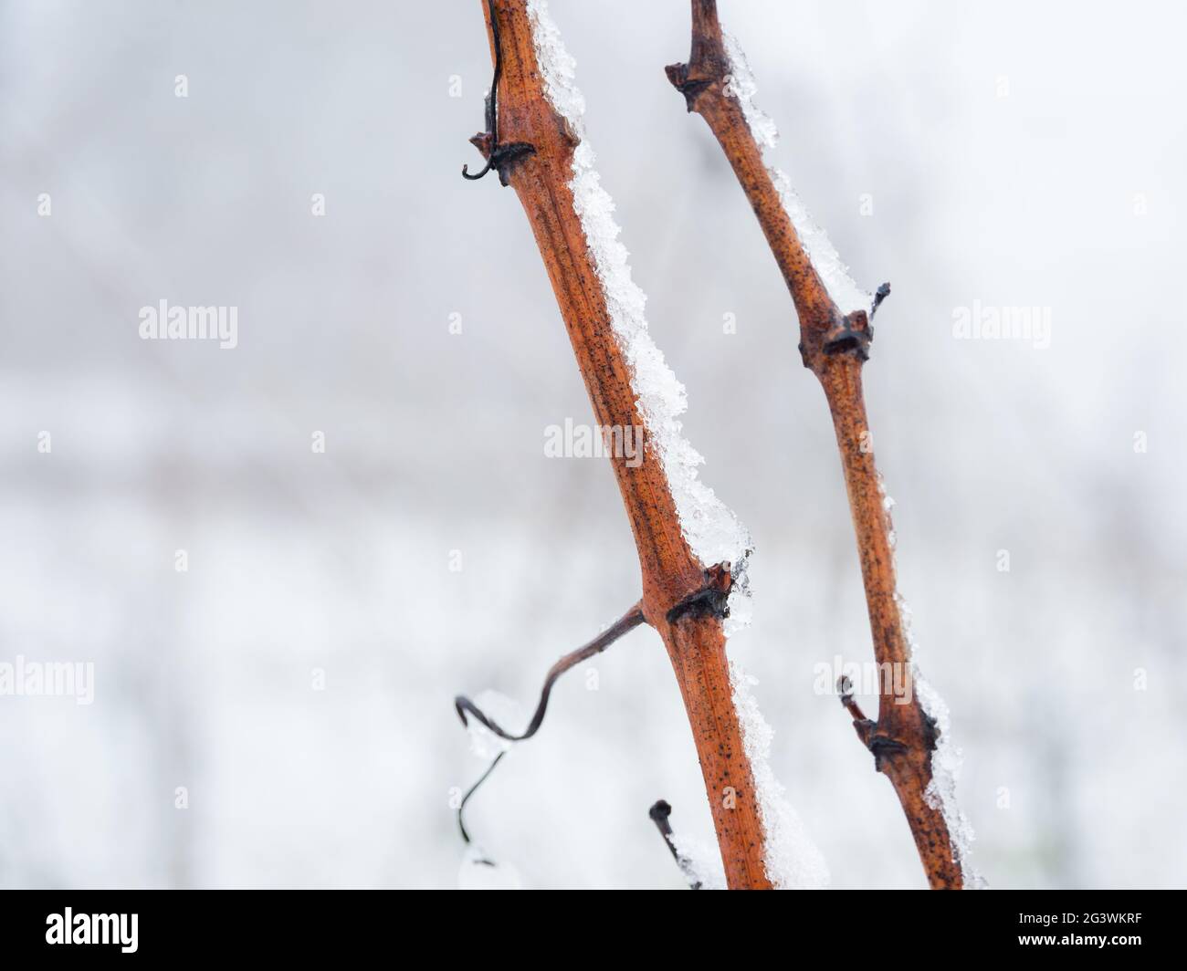 Hiver dans le vignoble du nord du Burgenland Autriche Banque D'Images