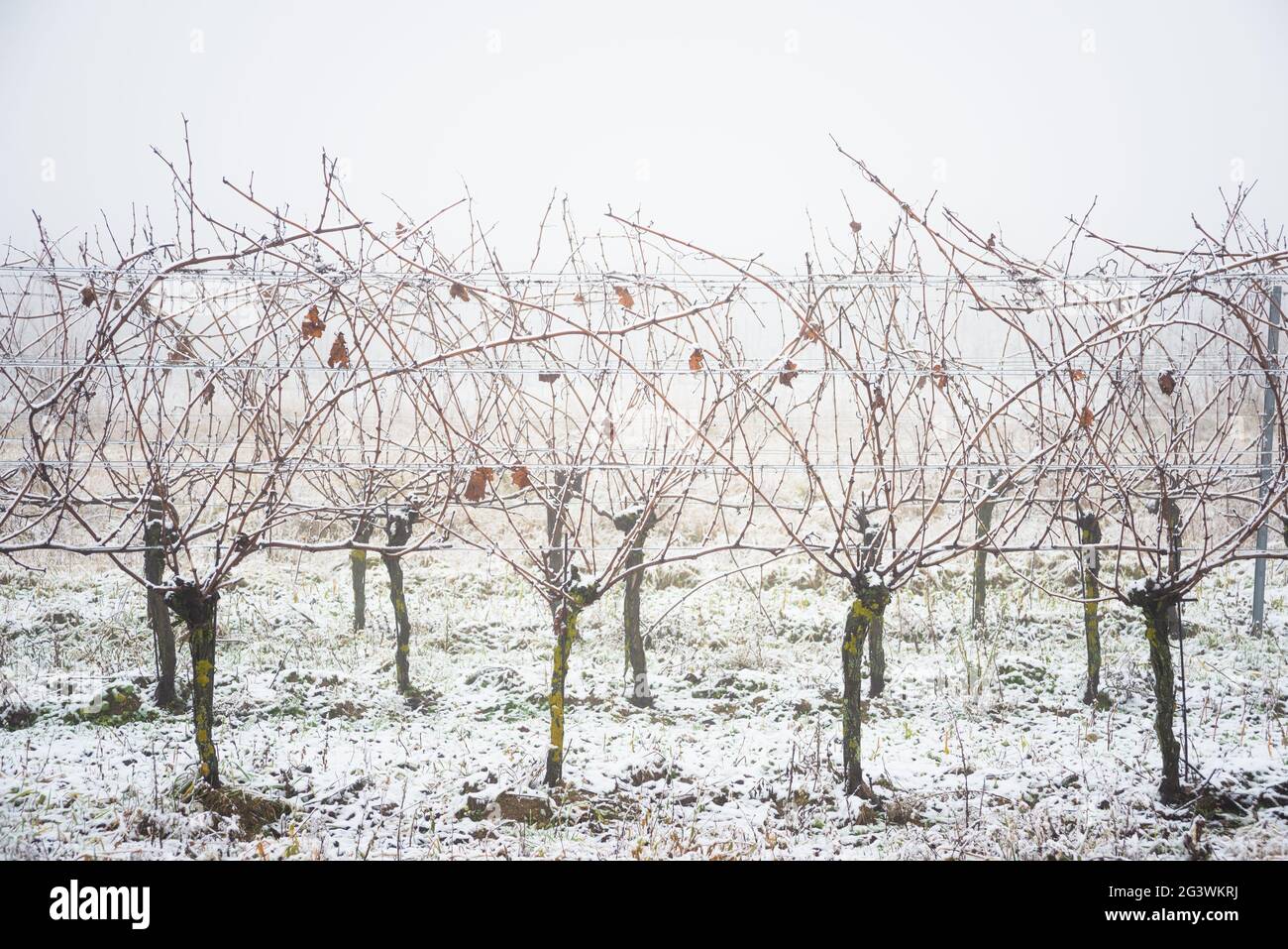 Vignoble avec neige en hiver au burgenland Autriche Banque D'Images