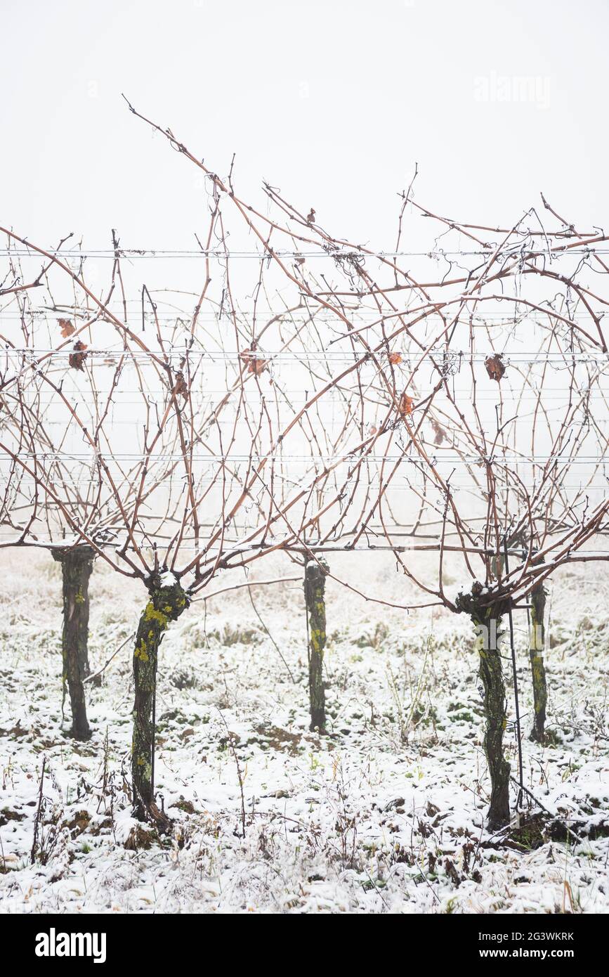 Vignoble avec neige en hiver au burgenland Autriche Banque D'Images