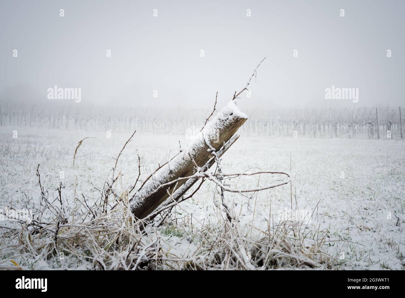 Hiver dans le vignoble du nord du Burgenland Autriche Banque D'Images