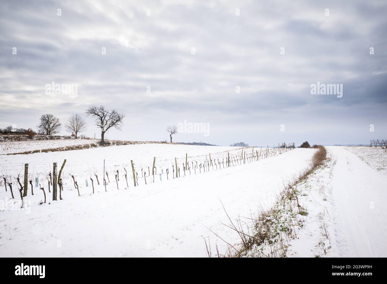 Vignoble dans le Burgenland en hiver Banque D'Images
