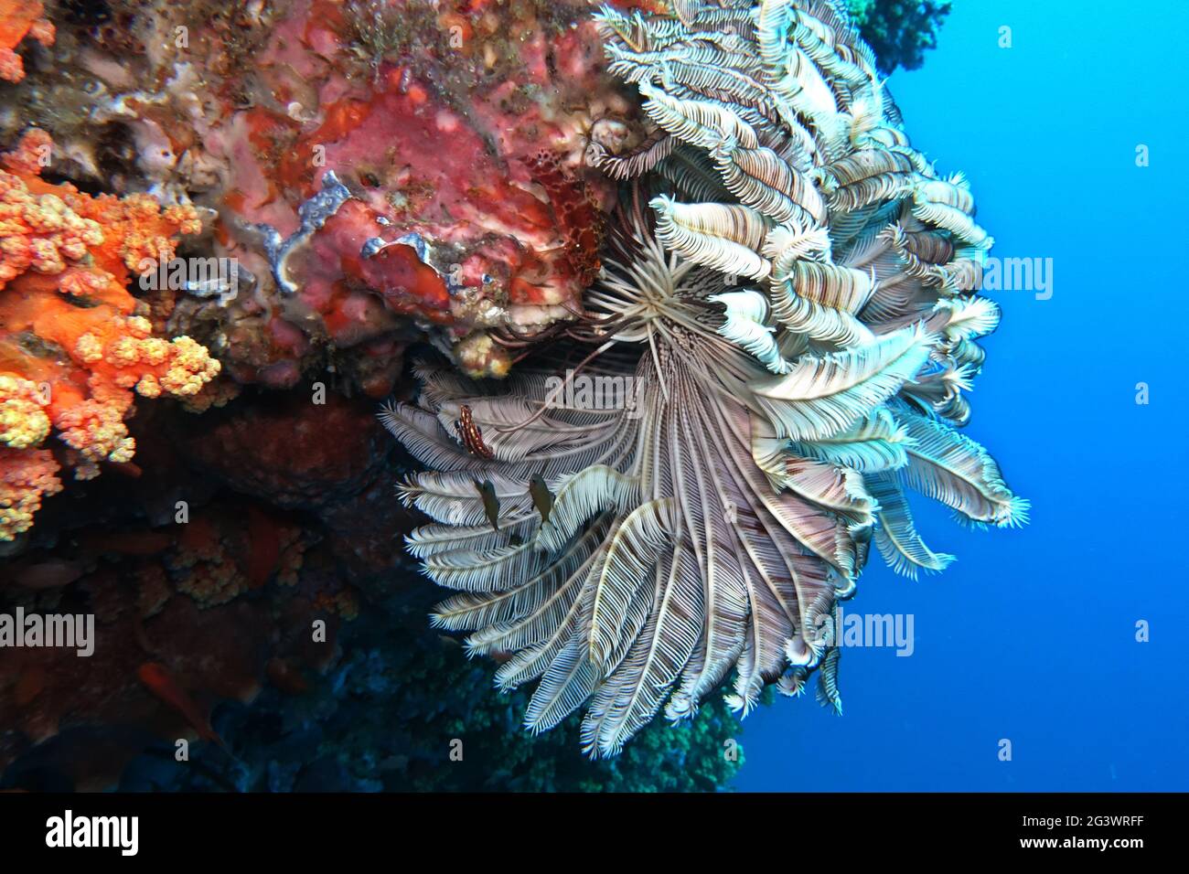 Crenoid ou mer lilly sur le récif de corail Banque D'Images