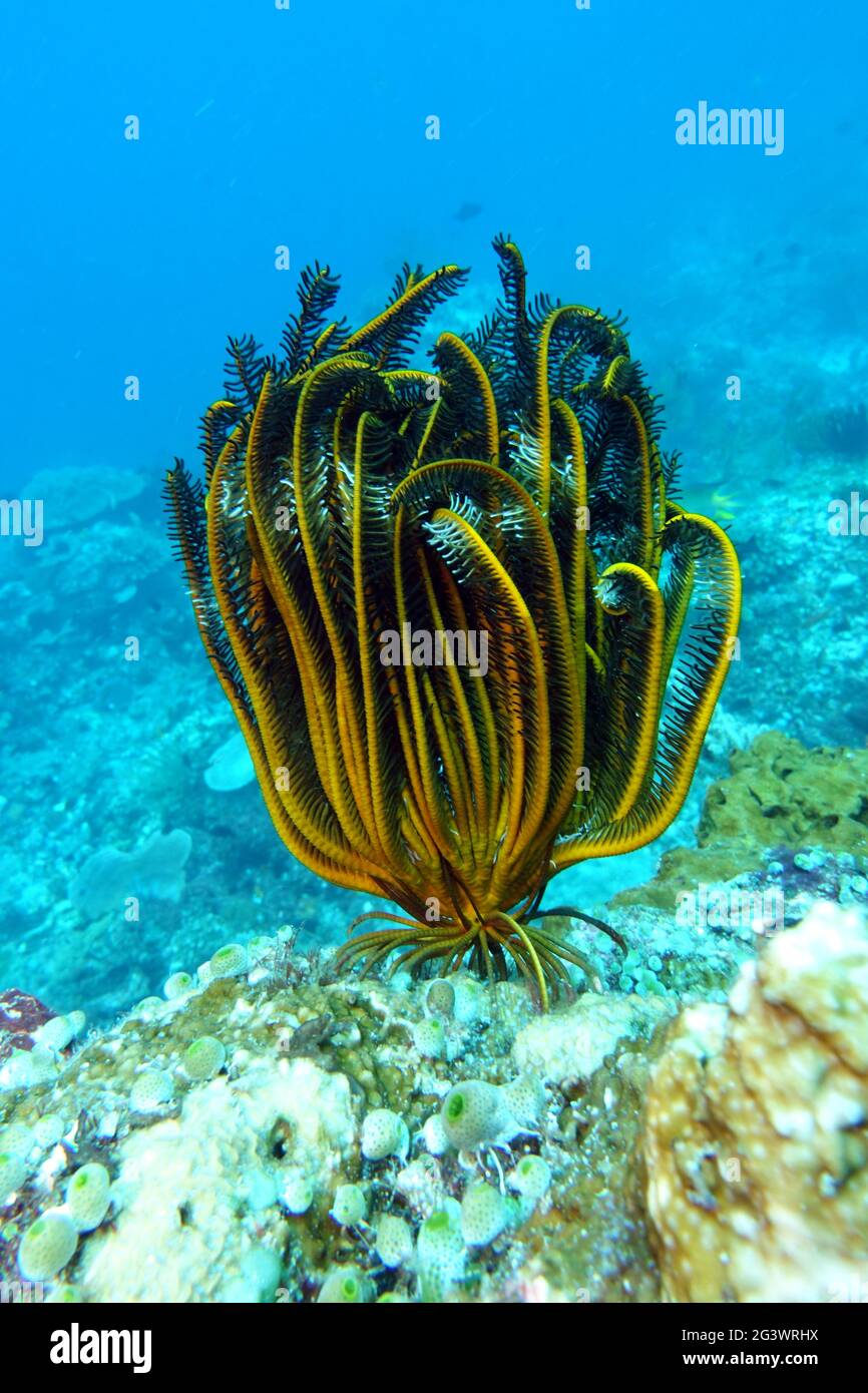 Crenoid ou mer lilly sur le récif de corail Banque D'Images