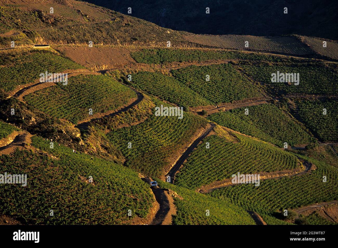 FRANCE. PYRÉNÉES-ORIENTALES (66) CÔTE VERMEILLE. LES ALBERES. VIGNOBLES DANS L'ARRIÈRE-PAYS DE BANYULS Banque D'Images