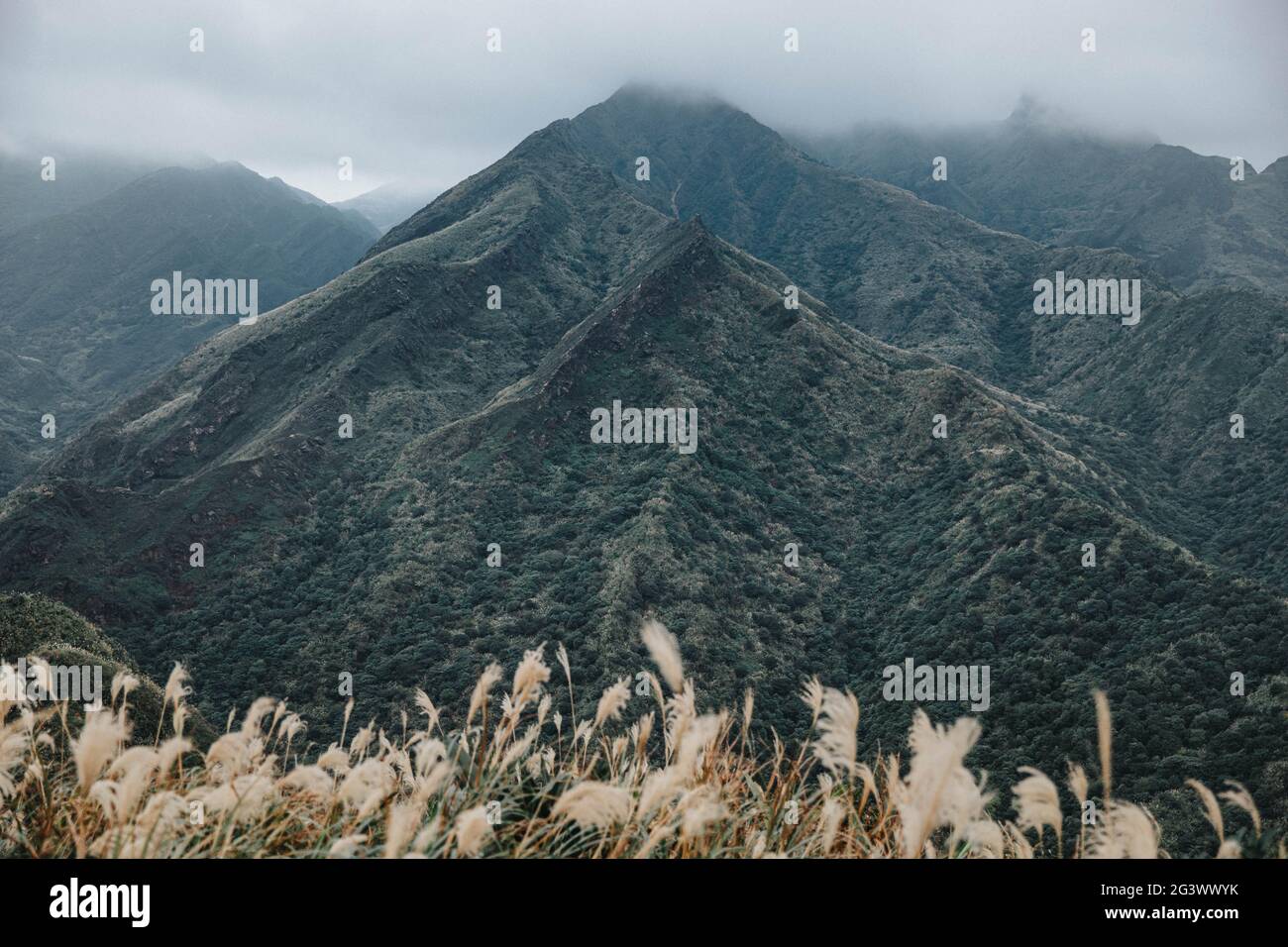 renaître Banque D'Images