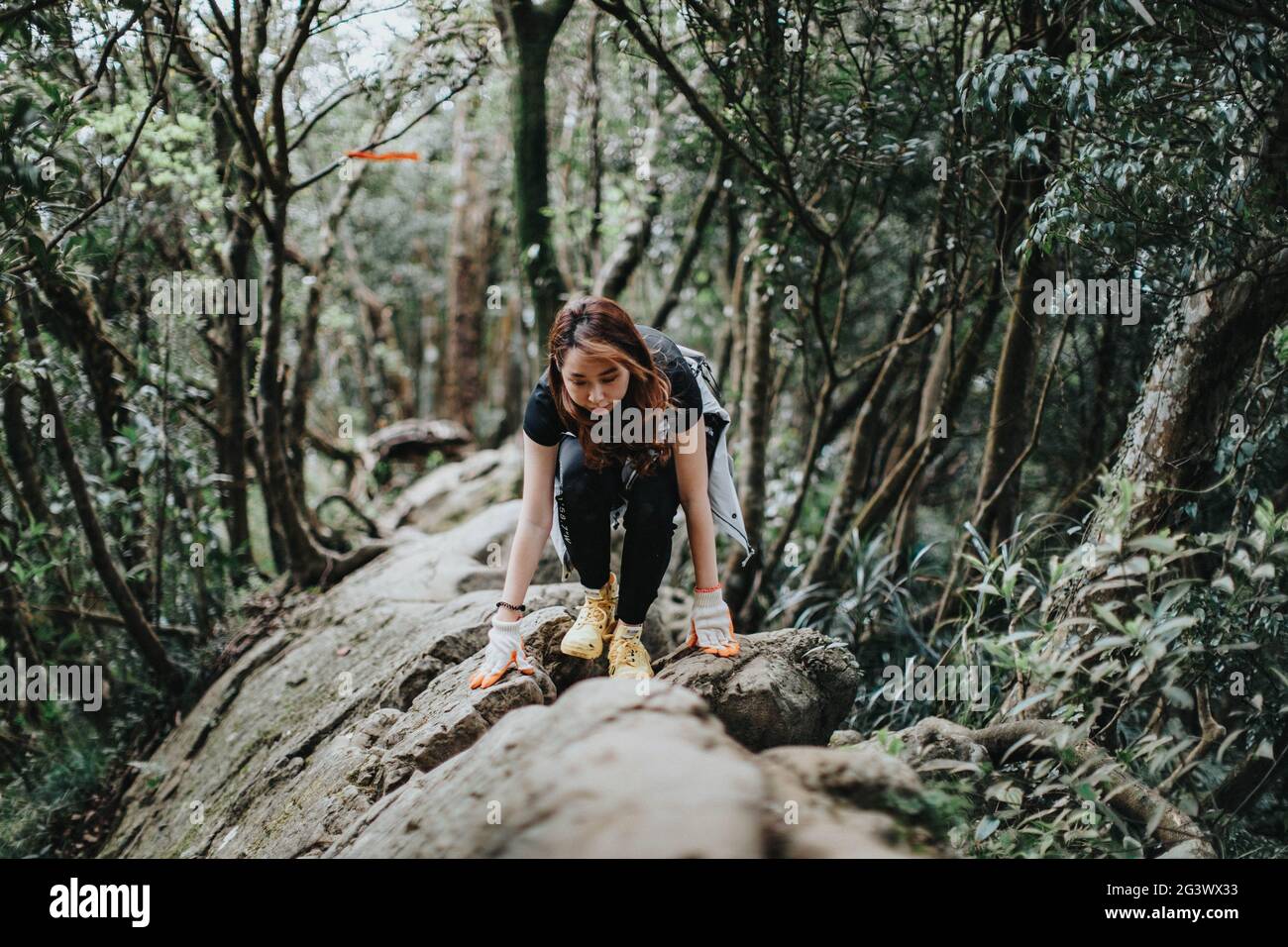 traits dans le bois Banque D'Images