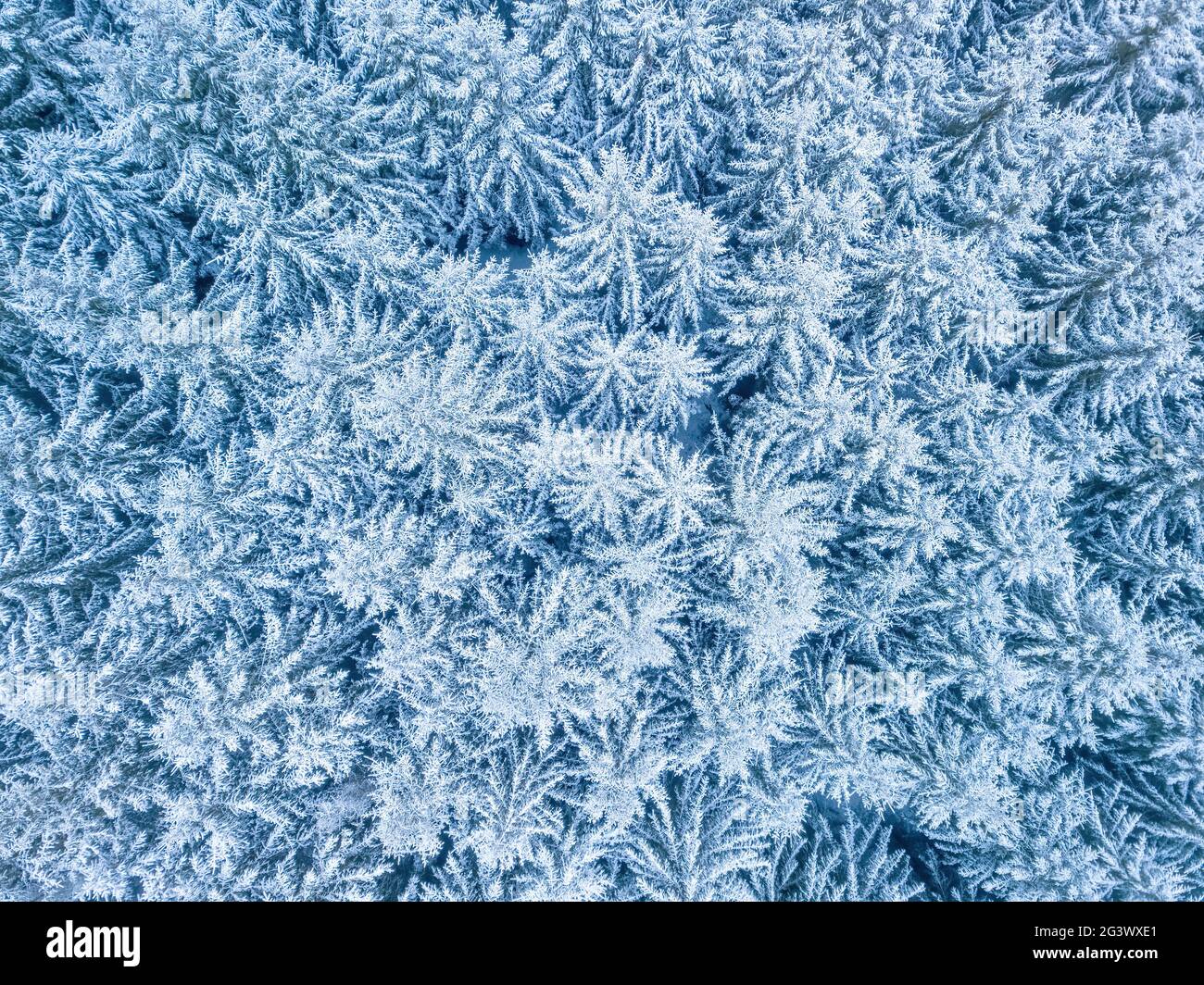 Vue aérienne de haut en bas de magnifiques arbres de forêt d'hiver. Banque D'Images