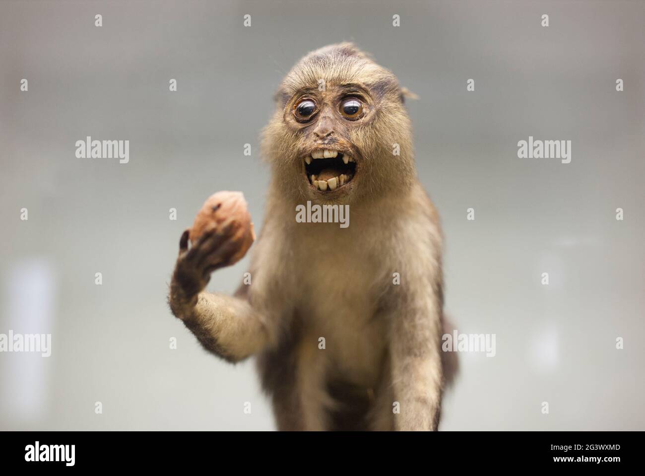 Coimbra, Portugal - 6 septembre 2019 : singe mona farci. Musée des Sciences de l'Université de Coimbra Banque D'Images