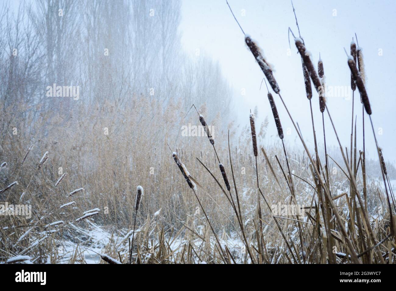 Chute de neige dans les roseaux du lac Neusiedlersee, dans le Burgenland Banque D'Images