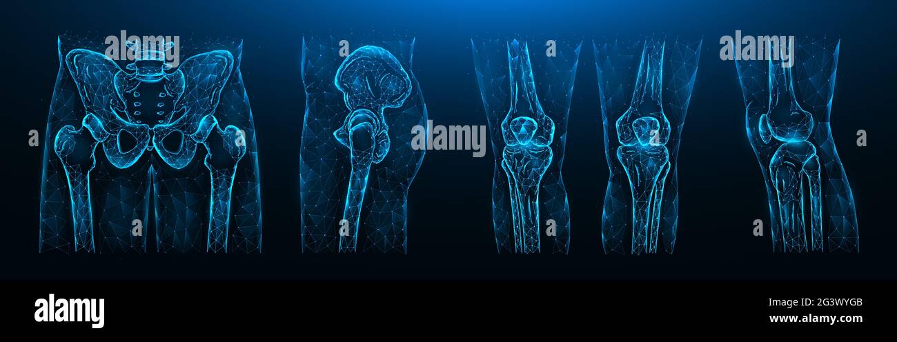 Illustration vectorielle polygonale du bassin, de l'articulation de la hanche et des genoux sur fond bleu foncé. Modèle médical d'anatomie humaine. Banque D'Images