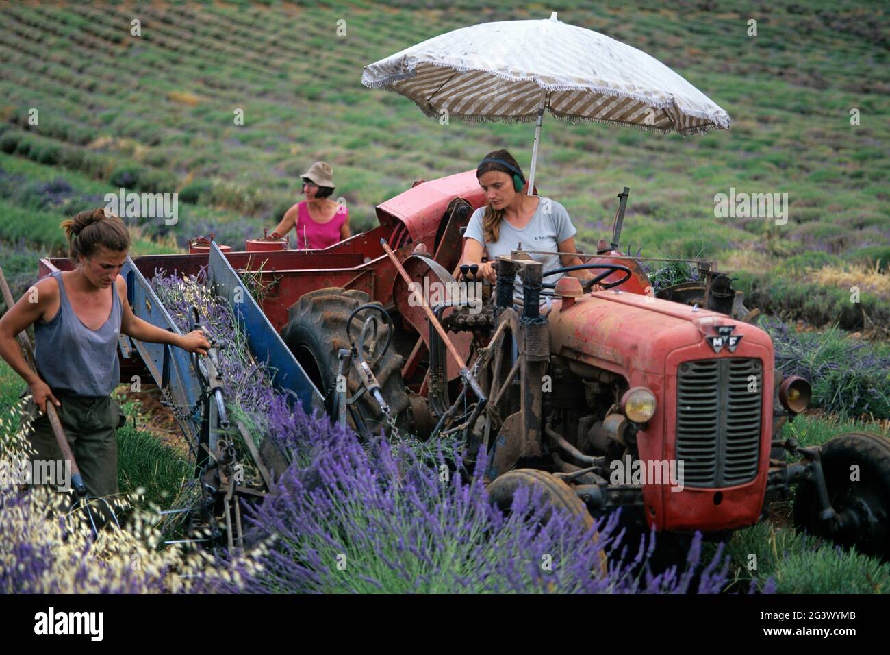 FRANCE. DRÔME (26) RÉGION DE DRÔME PROVENCALE. FERRASSIERES. BOUQUETS DE LAVANDE Banque D'Images