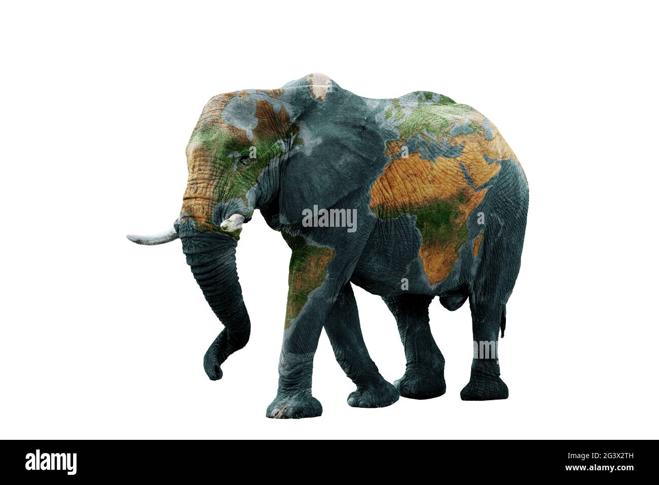Image isolée de l'éléphant avec la terre peinte sur la peau. Banque D'Images